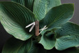 Kapesní nůž Victorinox Classic SD Wood, 5 funkcí