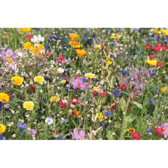 FLOMIX, Disk s mixem květinových semíne